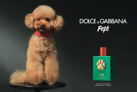 dolce gabbana dog collar|dolce & gabbana fefe.